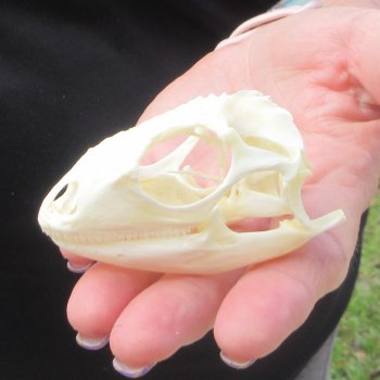 A-Grade Iguana Skull 2-3/4"