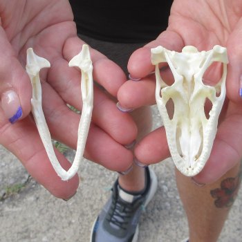 A-Grade Iguana Skull 2-3/4"