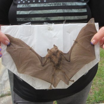 Preserved H.Larvatus Bat with open wings 