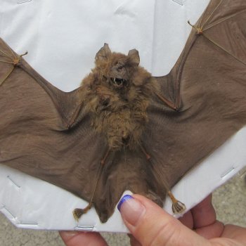 Preserved H.Larvatus Bat with open wings 