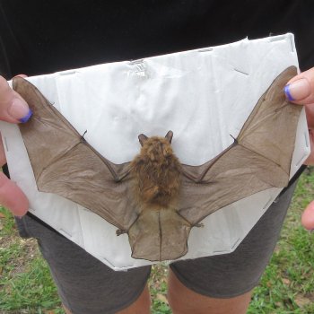 Preserved P.Kuhlii Bat with open wings 