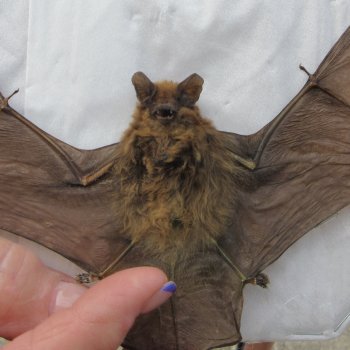 Preserved P.Kuhlii Bat with open wings 