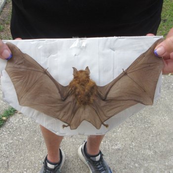 Preserved H.Larvatus Bat with open wings 