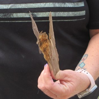 Preserved H.Larvatus Bat with open wings 