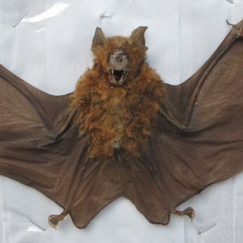 Preserved H.Larvatus Bat with open wings 