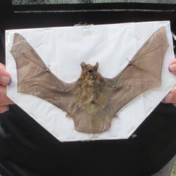 Preserved P.Kuhlii ...