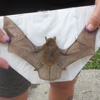 Preserved P.Kuhlii Bat with open wings 