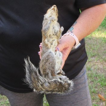 Preserved Full-Body Squirrel  <font color=red>Special Price </font> 