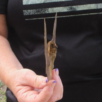 Preserved P.Kuhlii Bat with open wings 