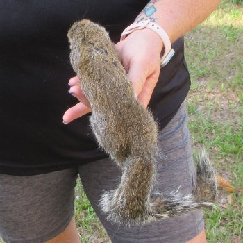  Preserved Full-Body Squirrel  <font color=red>Special Price </font> 