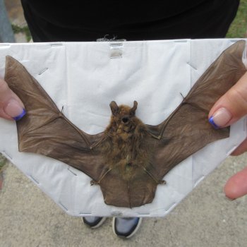 Preserved P.Kuhlii Bat with open wings 