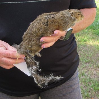  Preserved Full-Body Squirrel  <font color=red>Special Price </font> 