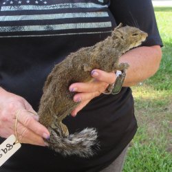  Preserved Full-Body Squirrel  <font color=red>Special Price </font> 