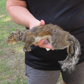  Preserved Full-Body Squirrel  <font color=red>Special Price </font> 