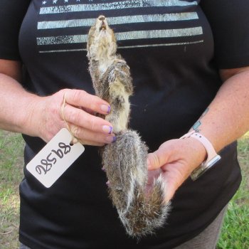  Preserved Full-Body Squirrel  <font color=red>Special Price </font> 