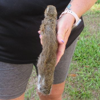  Preserved Full-Body Squirrel  <font color=red>Special Price </font> 