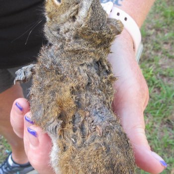  Preserved Full-Body Squirrel  <font color=red>Special Price </font> 