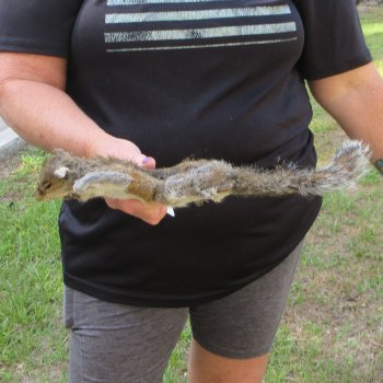  Preserved Full-Body Squirrel  <font color=red>Special Price </font> 