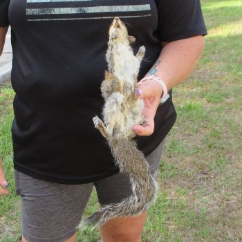  Preserved Full-Body Squirrel  <font color=red>Special Price </font> 