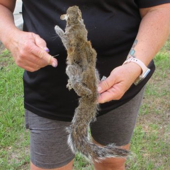  Preserved Full-Body Squirrel  <font color=red>Special Price </font> 