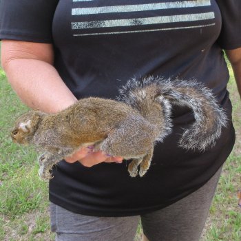  Preserved Full-Body Squirrel  <font color=red>Special Price </font> 