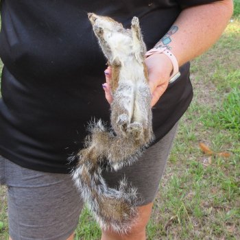  Preserved Full-Body Squirrel  <font color=red>Special Price </font> 