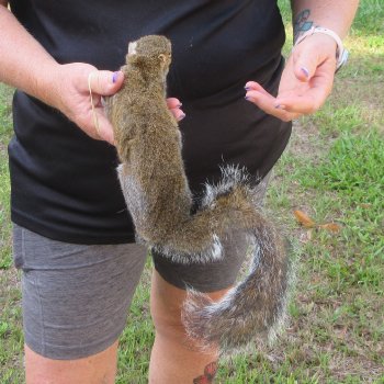  Preserved Full-Body Squirrel  <font color=red>Special Price </font> 