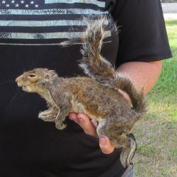  Preserved Full-Body Squirrel  <font color=red>Special Price </font> 