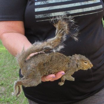  Preserved Full-Body Squirrel  <font color=red>Special Price </font> 