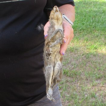  Preserved Full-Body Squirrel  <font color=red>Special Price </font> 