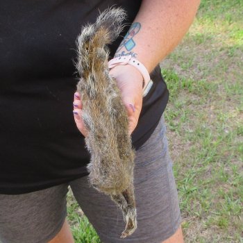  Preserved Full-Body Squirrel  <font color=red>Special Price </font> 