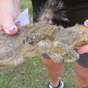  Preserved Full-Body Squirrel  <font color=red>Special Price </font> 