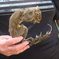  Preserved Full-Body Squirrel  <font color=red>Special Price </font> 
