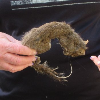  Preserved Full-Body Squirrel  <font color=red>Special Price </font> 