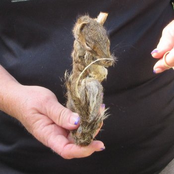  Preserved Full-Body Squirrel  <font color=red>Special Price </font> 