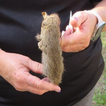  Preserved Full-Body Squirrel  <font color=red>Special Price </font> 