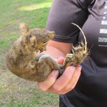  Preserved Full-Body Squirrel  <font color=red>Special Price </font> 
