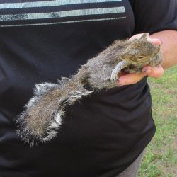  Preserved Full-Body Squirrel  <font color=red>Special Price </font> 
