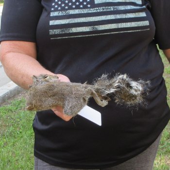  Preserved Full-Body Squirrel  <font color=red>Special Price </font> 
