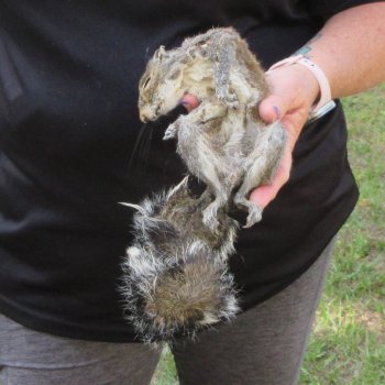  Preserved Full-Body Squirrel  <font color=red>Special Price </font> 