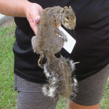  Preserved Full-Body Squirrel  <font color=red>Special Price </font> 