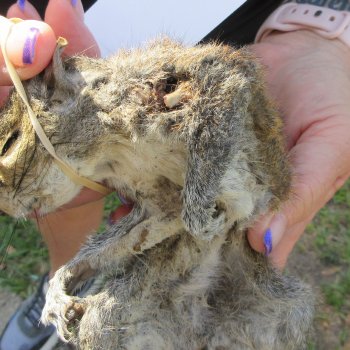  Preserved Full-Body Squirrel  <font color=red>Special Price </font> 
