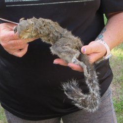  Preserved Full-Body Squirrel  <font color=red>Special Price </font> 