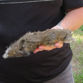  Preserved Full-Body Squirrel  <font color=red>Special Price </font> 