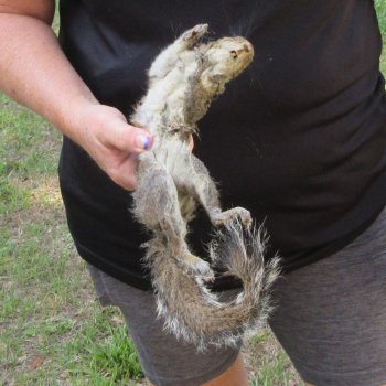  Preserved Full-Body Squirrel  <font color=red>Special Price </font> 