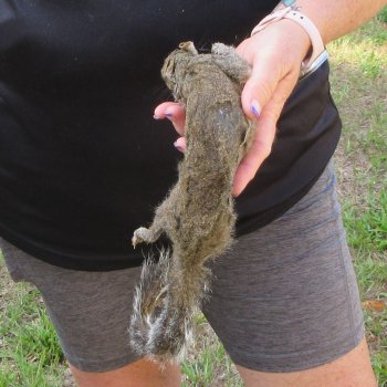  Preserved Full-Body Squirrel  <font color=red>Special Price </font> 