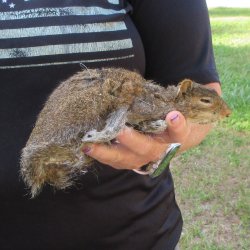  Preserved Full-Body Squirrel  <font color=red>Special Price </font> 