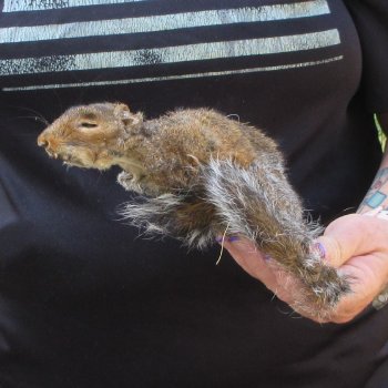  Preserved Full-Body Squirrel  <font color=red>Special Price </font> 