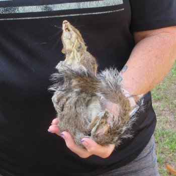  Preserved Full-Body Squirrel  <font color=red>Special Price </font> 