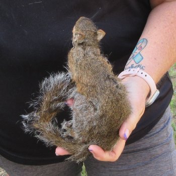  Preserved Full-Body Squirrel  <font color=red>Special Price </font> 